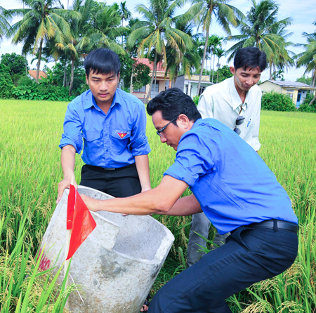 Placing waste container in rice-field in Vinh Thanh Commune, Nha Trang.