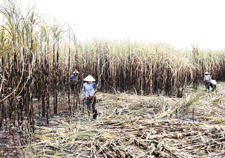 Ruộng mía của gia đình ông Lê Khắc Nghĩa đã bị cháy hoàn toàn