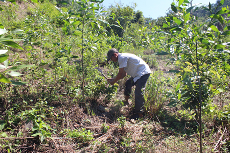 Taking care of acacia in Son Hiep Commune, Khanh Son District, Khanh Hoa Province