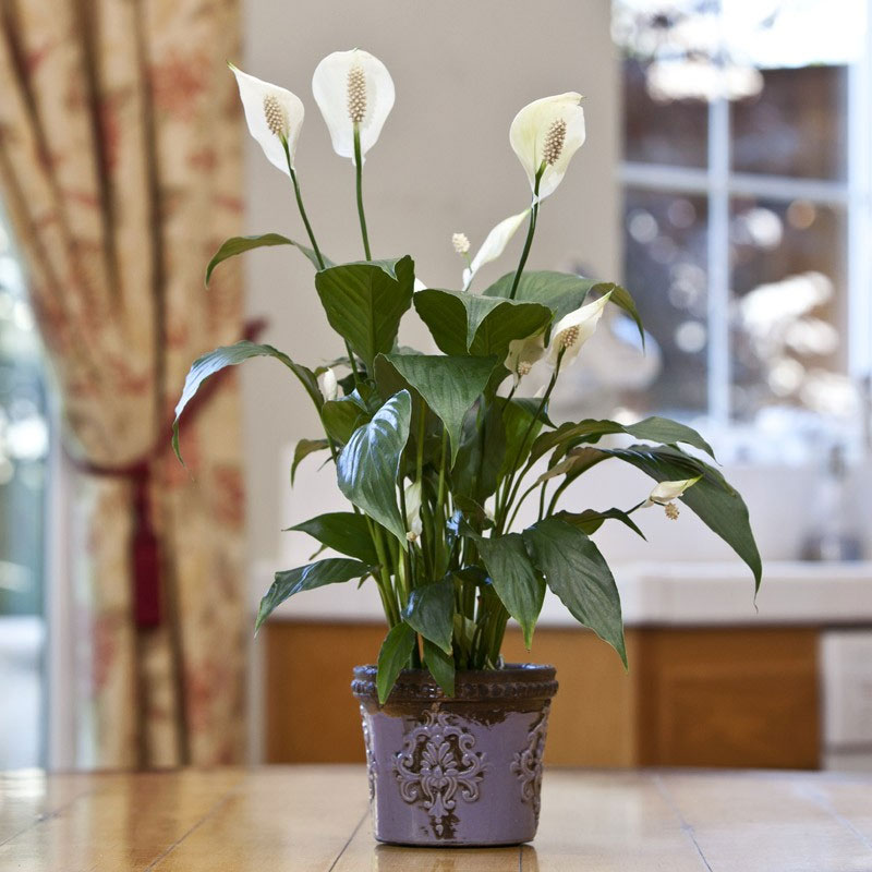 5 loại cây cảnh có thể hút khí độc trong nhà