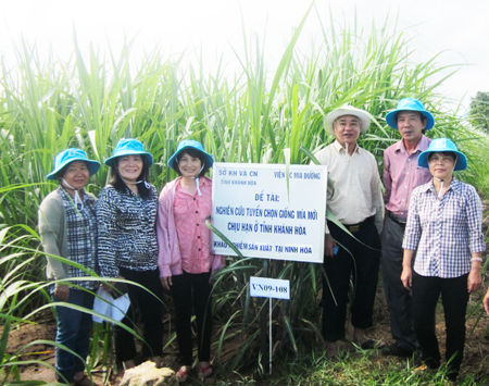 Kiểm tra ruộng mía chịu hạn khảo nghiệm tại xã Ninh Xuân, thị xã Ninh Hòa