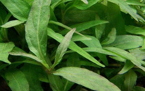 Những công dụng tuyệt vời của rau răm