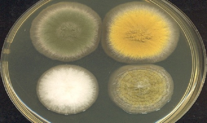 Nấm là nguyên liệu tự nhiên dùng để chế tạo thuốc, chẳng hạn penicillin. Aspergillus nidulans sẽ là loại nấm đầu tiên được mang lên trạm không gian, với mục đích phát triển loại thuốc mới dùng cả trong không gian và trên Trái Đất. Nhóm nghiên cứu dẫn đầu bởi Clay Wang, nhà dược học thuộc Đại học South California, Mỹ, đang có kế hoạch trồng các loại nấm trên không gian và mặt đất, sau đó so sánh hai nhóm về gene, protein, và chất chuyển hóa. Nhóm hy vọng môi trường không gian khiến nấm tạo ra hợp chất mới, hoặc đẩy nhanh quá trình sản xuất thuốc chữa bệnh. Ảnh: Adrian J. Hunter.