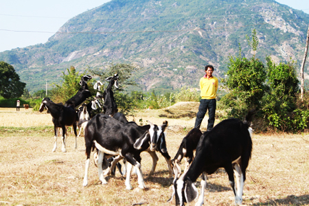 Ông Cầm Vấn với đàn dê ngày càng phát triển