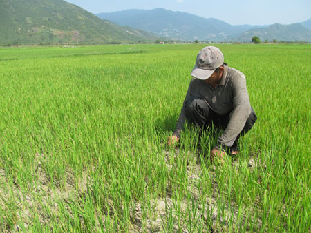 20ha cánh đồng thuộc HTXNN Vạn Lương 2, Vạn Ninh lúa hơn 1,5 tháng tuổi thiếu nước có nguy cơ mất trắng