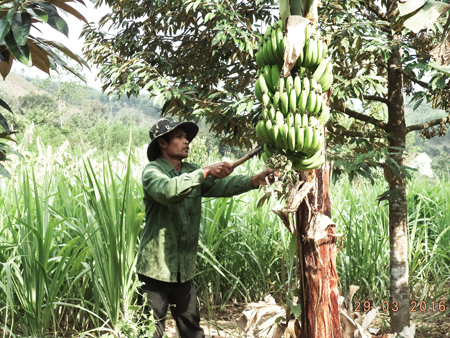 Một nông dân làm kinh tế giỏi