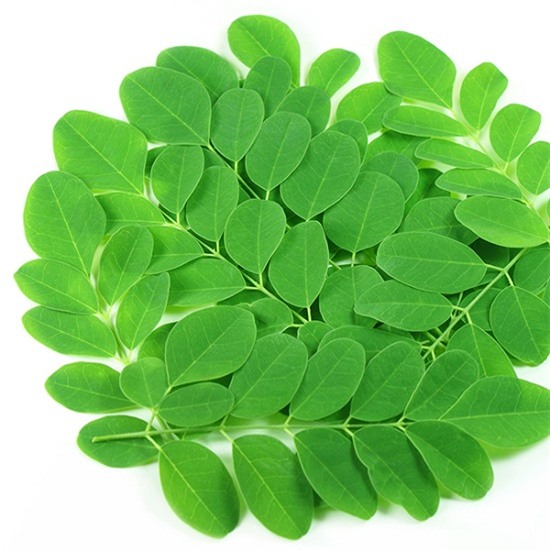 Chùm ngây, cây phòng ung thư