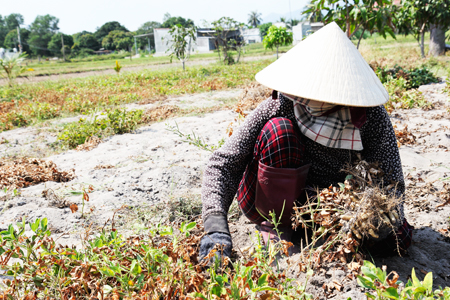 Chủ động phòng, chống hạn