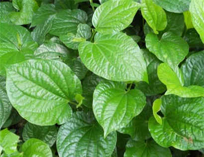 Bài thuốc giải độc, chữa đau nhức từ lá lốt