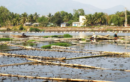Nuôi vẹm trái phép trên sông Quán Trường