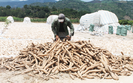 Cam Lâm: Một vụ mì thất bát