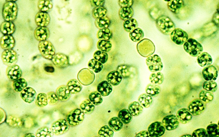 Tảo biển giúp chữa khỏi ung thư ác tính