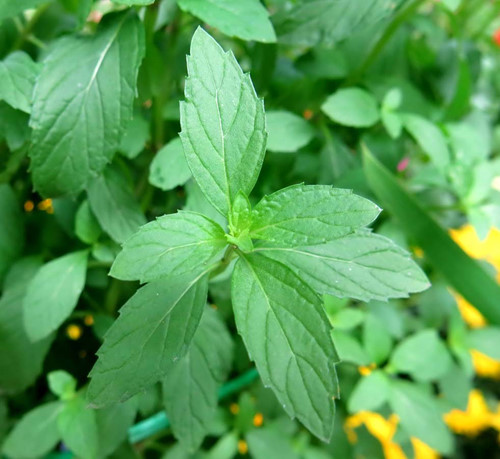 Giảm đau răng bằng thảo mộc