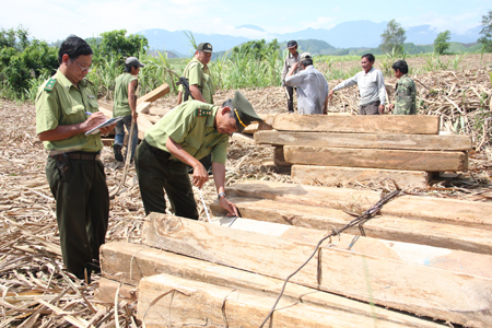 Một vụ lâm tặc chống đối, phi tang tang vật vi phạm xảy ra tại địa bàn xã Khánh Trung (huyện Khánh Vĩnh)