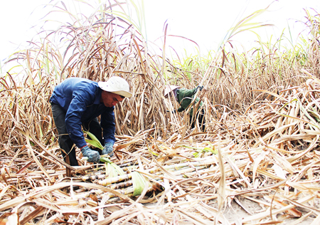 Nông dân thị xã Ninh Hòa thu hoạch mía