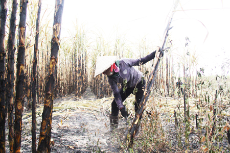 Nắng nóng đang khiến nhiều ruộng mía ở xã Ninh Tây, thị xã Ninh Hòa đứng trước nguy cơ cháy cao