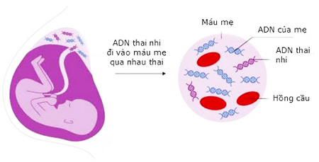 Mô tả ADN tế bào tự do của thai nhi trong huyết tương mẹ