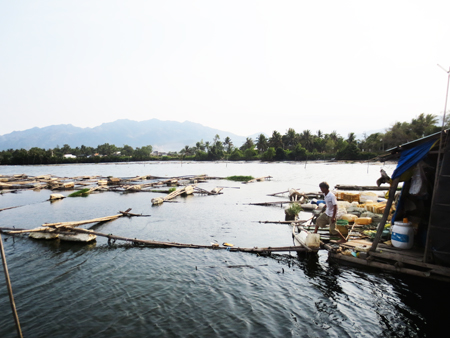 Người dân nuôi vẹm trên sông Quán Trường