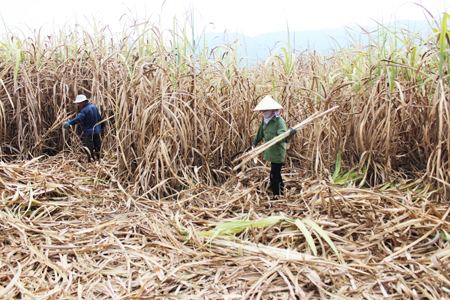 Đề phòng cháy mía mùa hanh khô