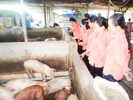 Tham quan mô hình chăn nuôi heo giỏi  của hội viên phụ nữ xã Cam Phước Đông