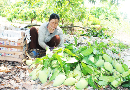 Hội Phụ nữ xã Cam Thành Bắc: Hỗ trợ hội viên phát triển kinh tế
