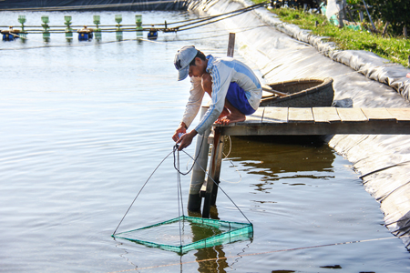 Người dân kiểm tra tôm nuôi