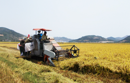 Hợp tác xã đầu tư máy gặt liên hợp để làm dịch vụ thu hoạch cho nông dân