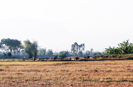 Ninh Hòa: Tập trung chuyển đổi cơ cấu cây trồng, vật nuôi