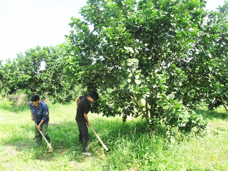 Khánh Vĩnh: Triển khai dự án phát triển bưởi da xanh