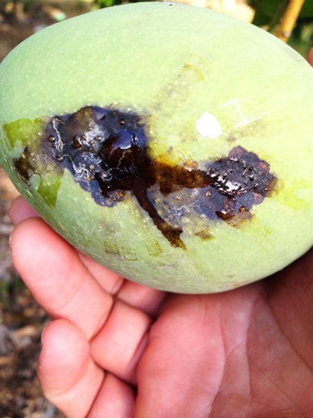 Thận trọng khi sử dụng thuốc bảo vệ thực vật