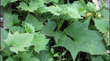 Khoai lang đánh tan mỡ máu