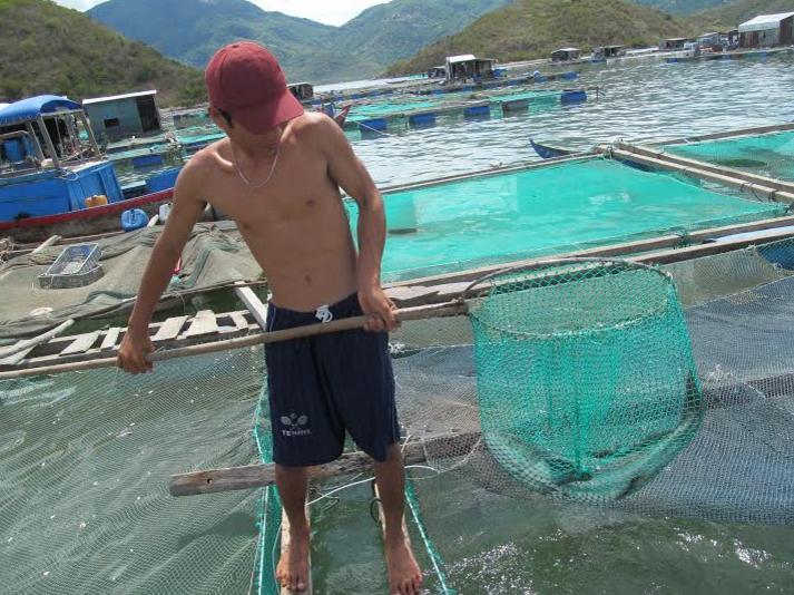 Vớt cá chết ra khỏi lồng nuôi.