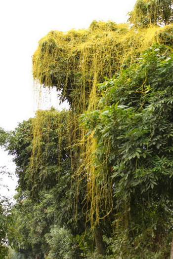 Dây tơ hồng (màu vàng). Ảnh: thuongmaitruongxua.