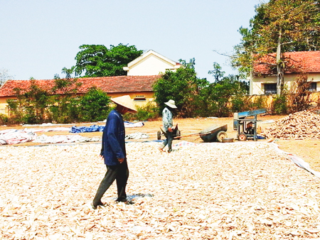 Tìm hướng chuyển đổi cơ cấu cây trồng