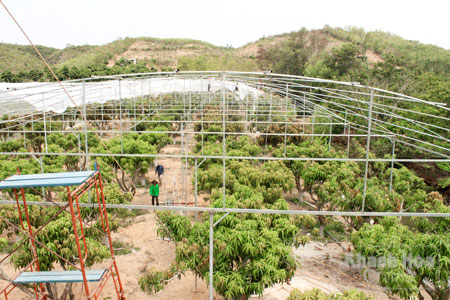 Chuyện về trang trại Kim Kim Hoa