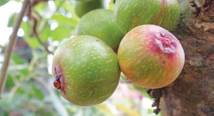 Quả sung chữa bệnh trĩ, khản tiếng, ho khan không đờm