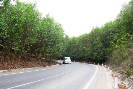 Nhiều diện tích rừng keo ven đường ở huyện Khánh Vĩnh đứng trước nguy cơ cháy cao