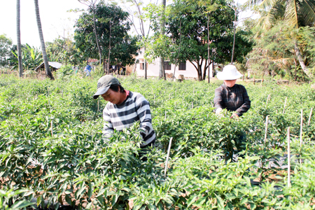 Người dân xã Ninh Thọ thu hoạch ớt