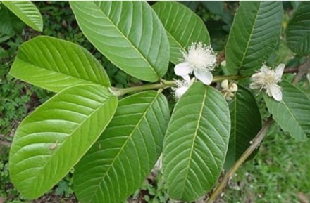 Tác dụng bất ngờ của lá ổi