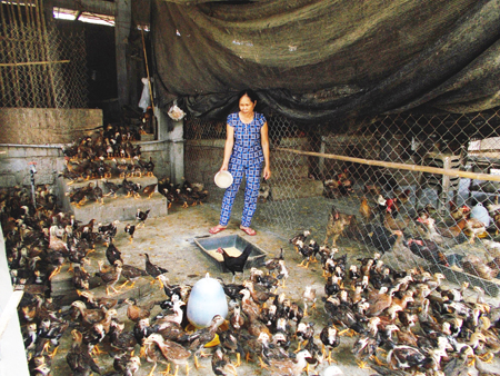 Nông dân xã Diên Phú: Nỗ lực phát triển kinh tế