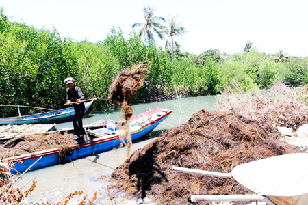 Cam Lâm: Tăng thu nhập từ khai thác rau câu chỉ