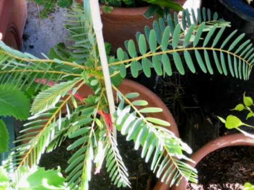 Chua me lá me, loài cỏ dại chữa được nhiều bệnh