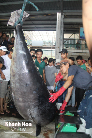 Ngư dân Hòn Rớ câu được cá ngừ vây xanh nặng gần 310 kg