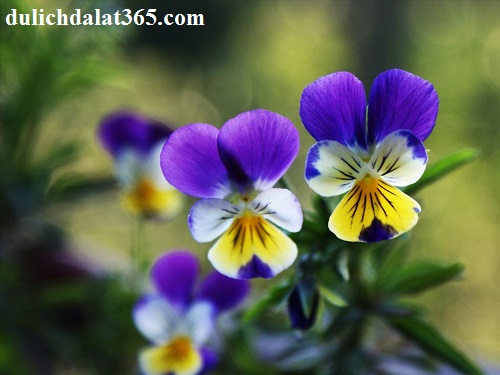 Còn đây những cánh Păng-xê