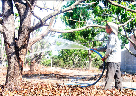 Ồ ạt trồng xoài Úc