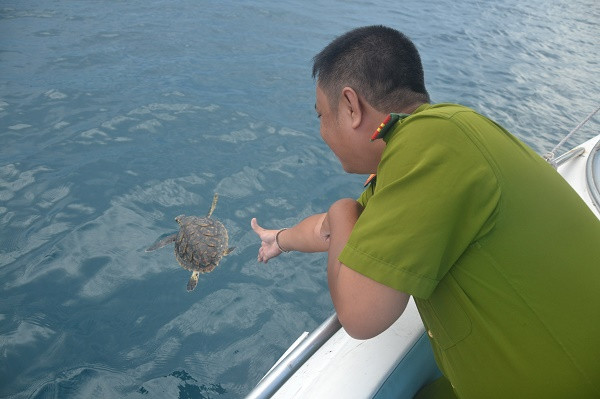 Releasing a hawksbill sea turtle into the sea.