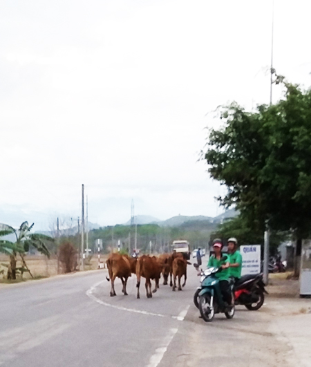 Chăn thả bò trên đường