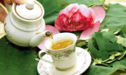 Lá sen: hạ huyết áp, giảm béo phì