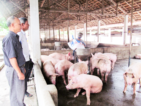 Trang trại của ông Nguyễn Tư Quân tại thôn Vĩnh Phú