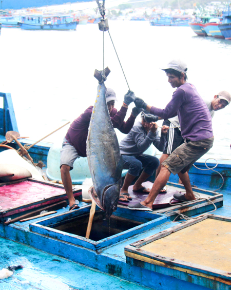 Tàu ngư dân cập cảng Hòn Rớ đưa cá ngừ đại dương lên bờ